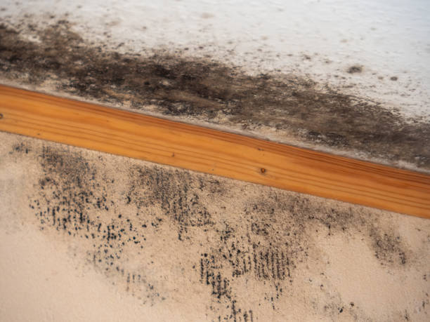Mold Remediation for Vacation Homes in Earlimart, CA
