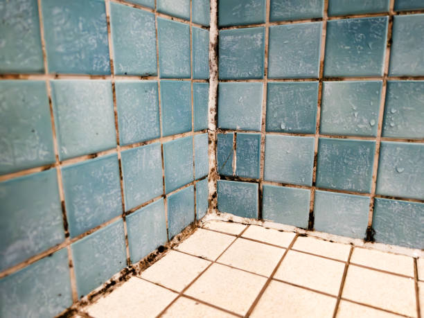 Best Comprehensive Air Testing for Mold Contaminants  in Earlimart, CA