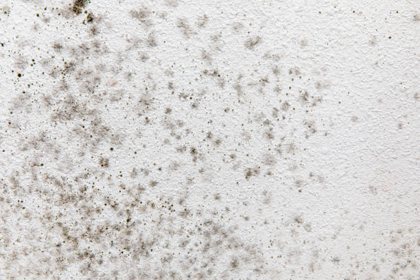 Best Dehumidification Services  in Earlimart, CA
