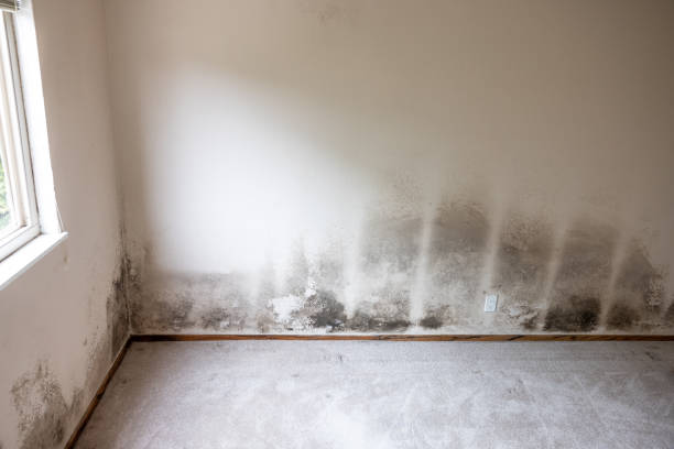 Best Biohazard Mold Removal  in Earlimart, CA